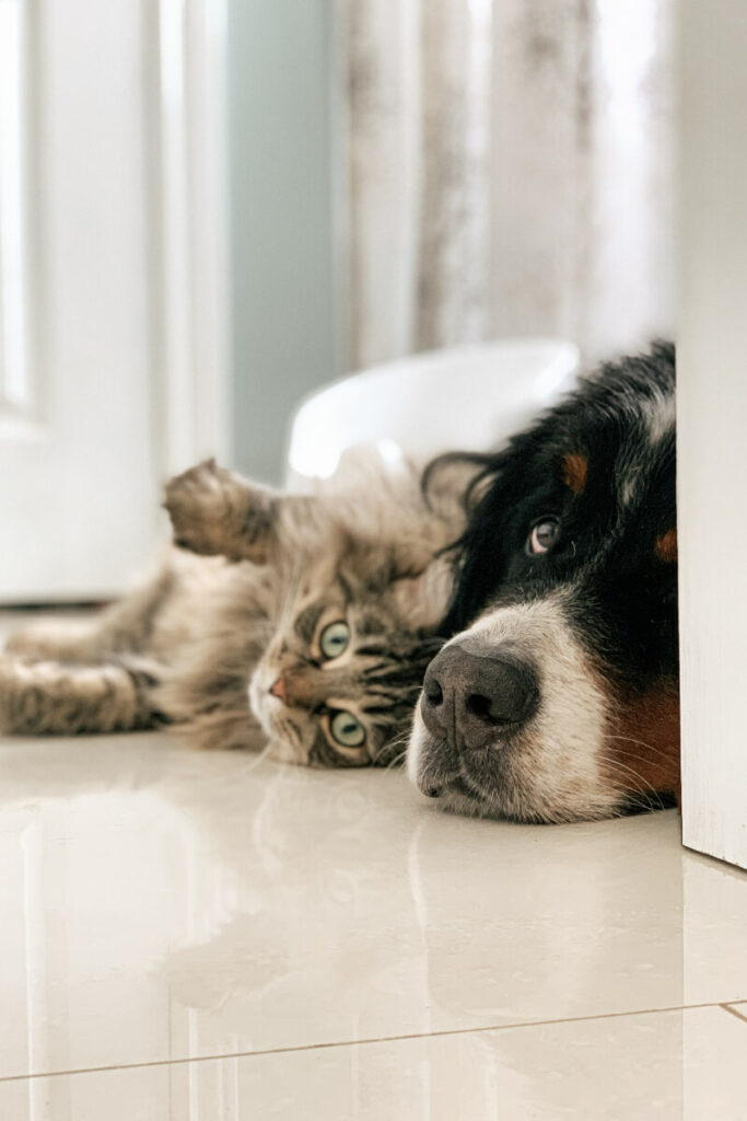 Dog and cat lying together on floor